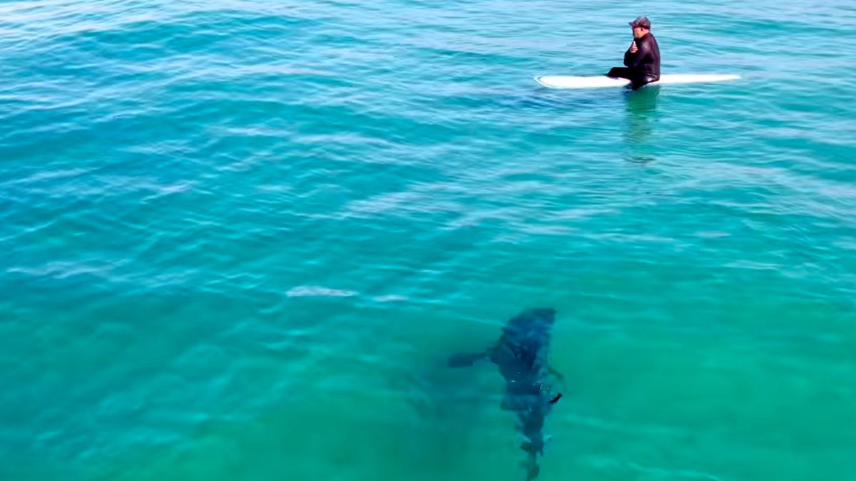 Great white shark surfer San Diego