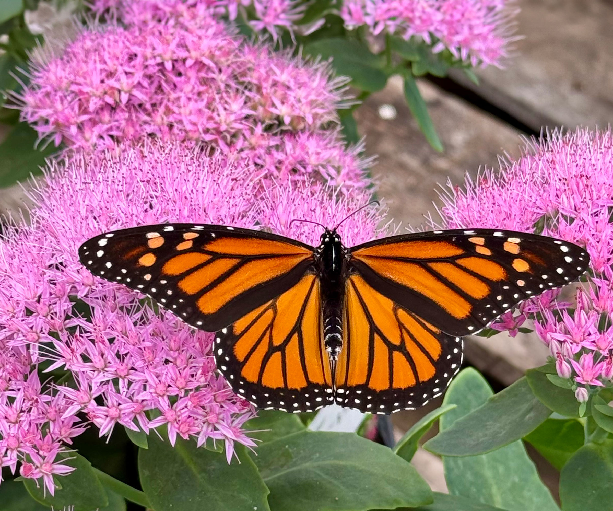orange butterfly sitting on bright pink fluffy flowers on sedum plant