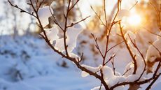 winter sun through snowy branches