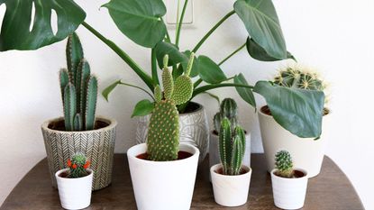 cacti and monstera plant