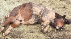Hamish3.jpeg