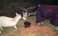 donkey-goat3.jpeg