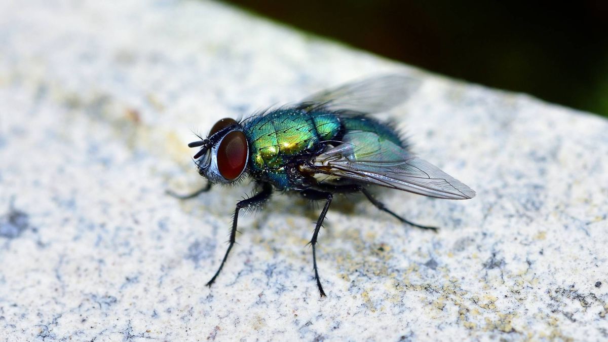 5 Mistakes You’re Making That Are Attracting Flies – Keep Flies Away Out of Your House and Away From Your Patio This Summer