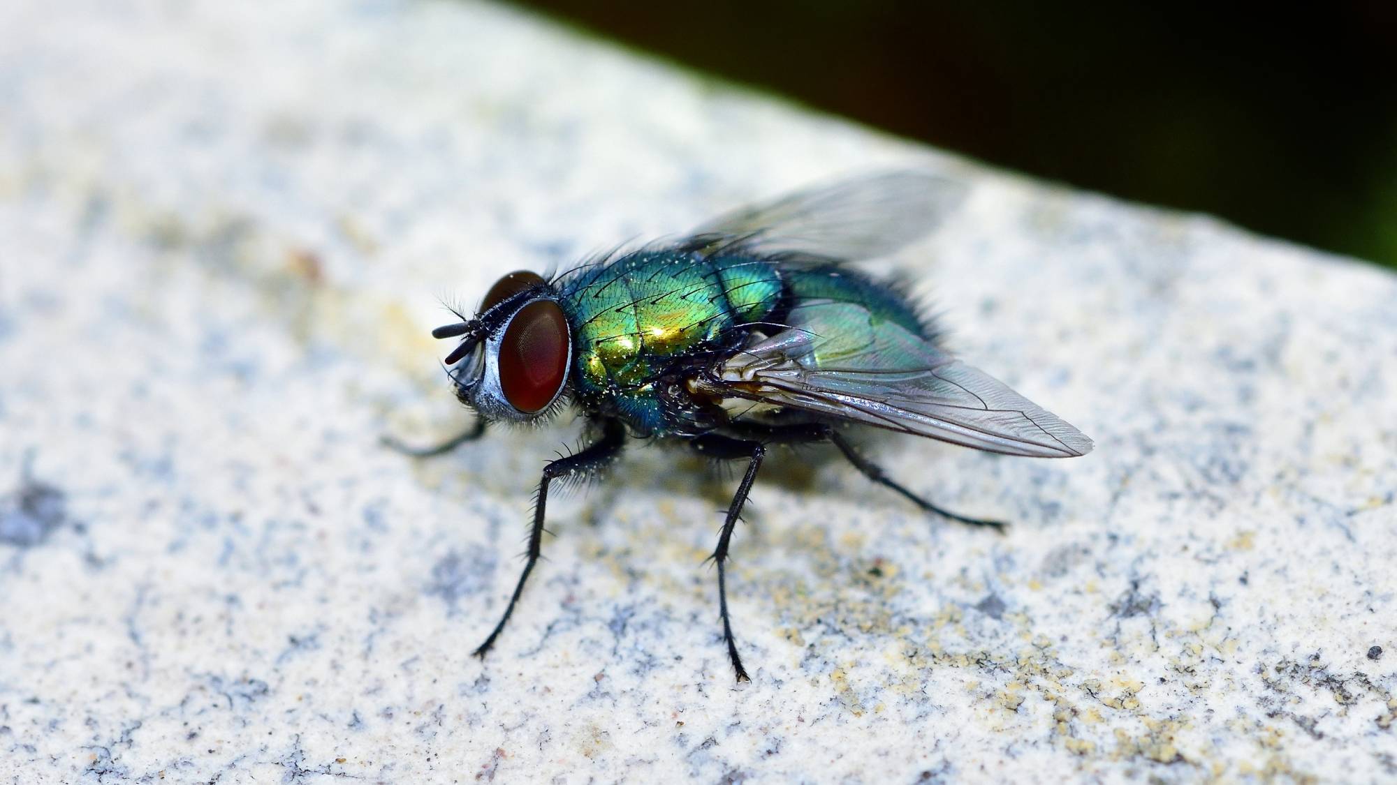 Blow fly 