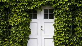 A white door completely framed in ivy which has spread over the building