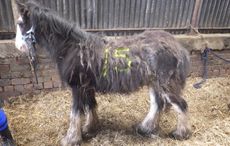 RSPCA-Humphrey-case.jpg
