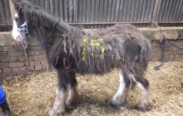 RSPCA-Humphrey-case.jpg