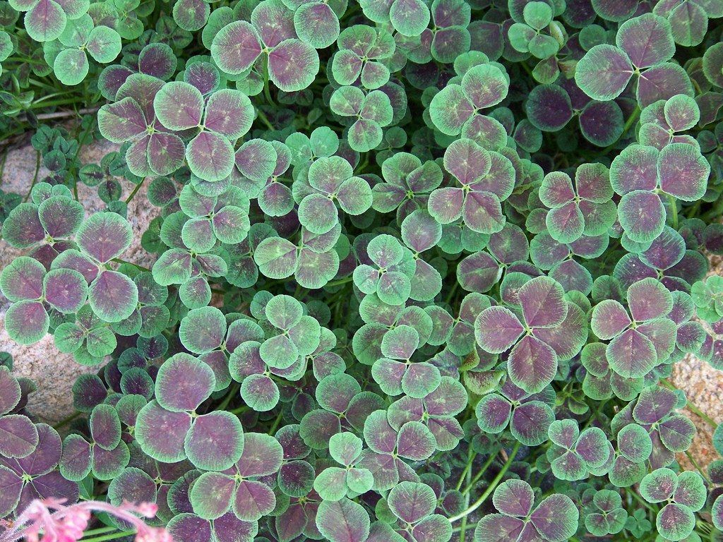 bronze dutch clover