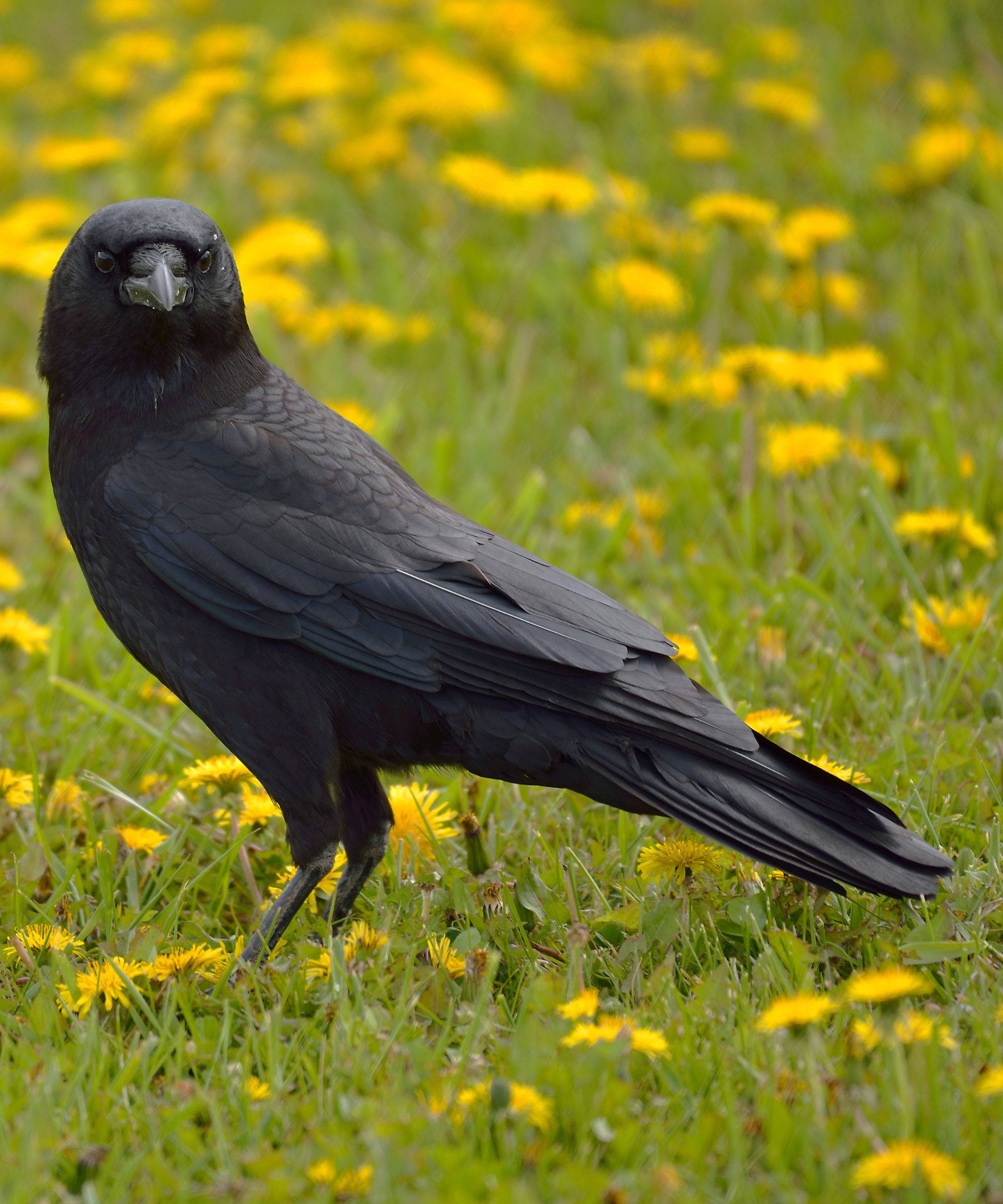 Crow in field of yellow dandelions