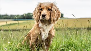 Cocker spaniel in field