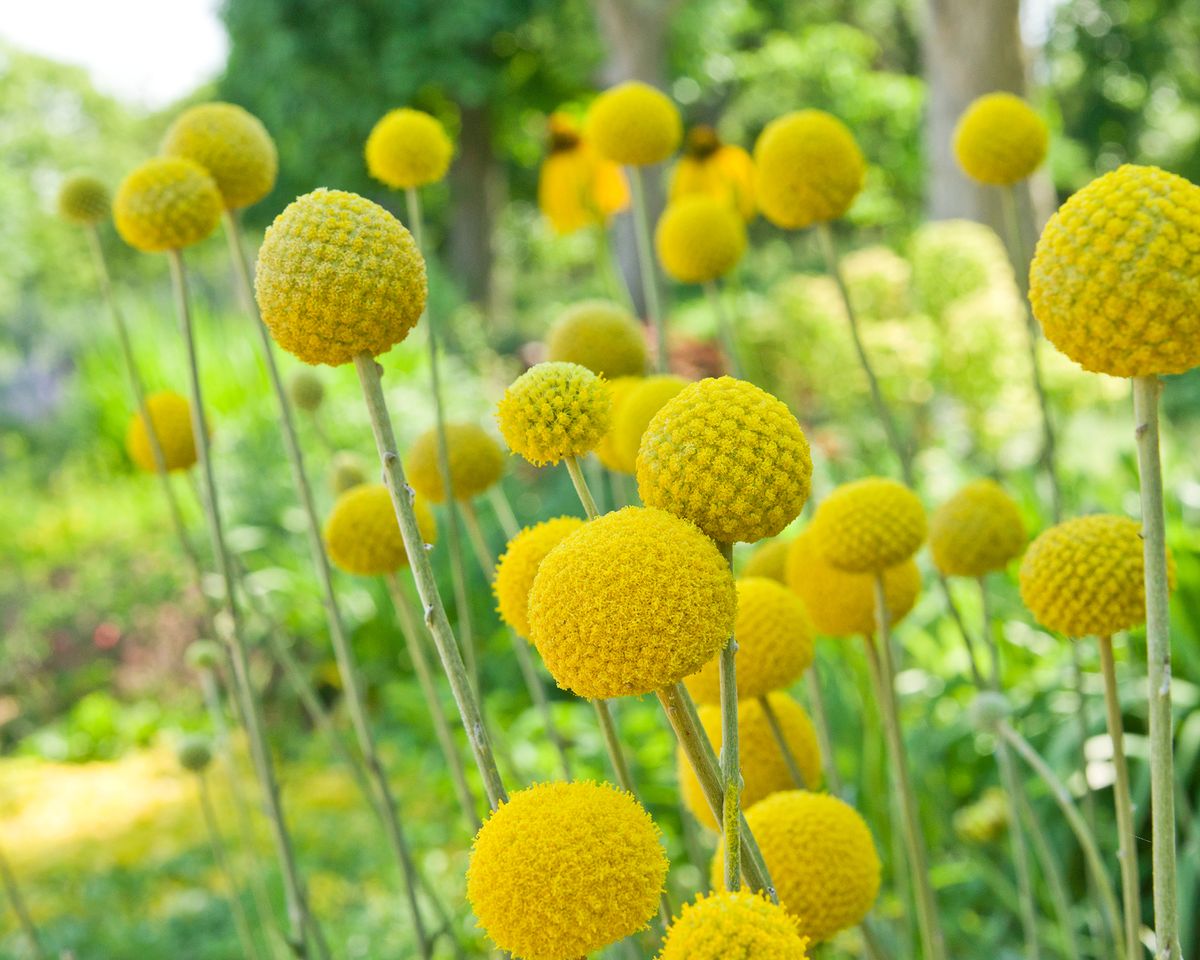 8 Unusual Flowers To Grow In Your Cutting Garden