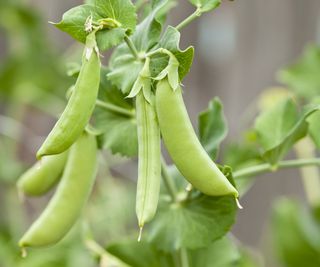 Sugar snap peas growing on a pea plant