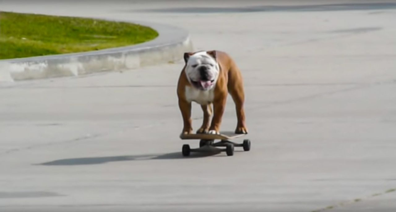 Tillman the skateboarding Bulldog