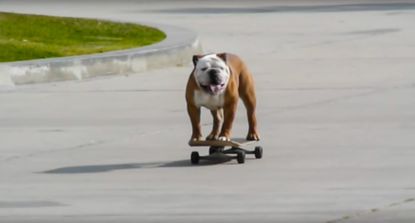 Tillman the skateboarding Bulldog