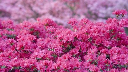 Pink azaleas in flower