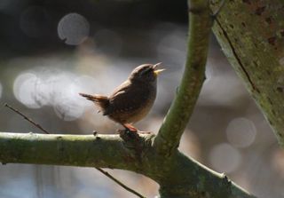 Singing Wren