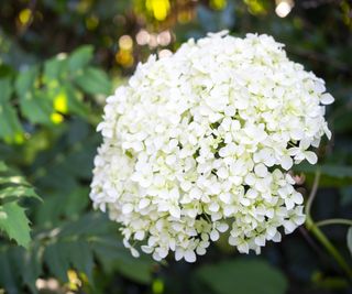 White smooth hydrangea flowers