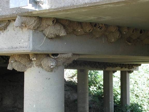 Swallow nests