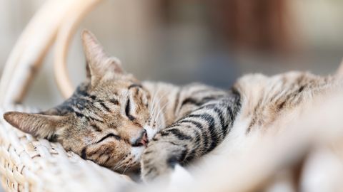 Image showcasing How to help an anxious cat: 20 practical tips | PetsRadar