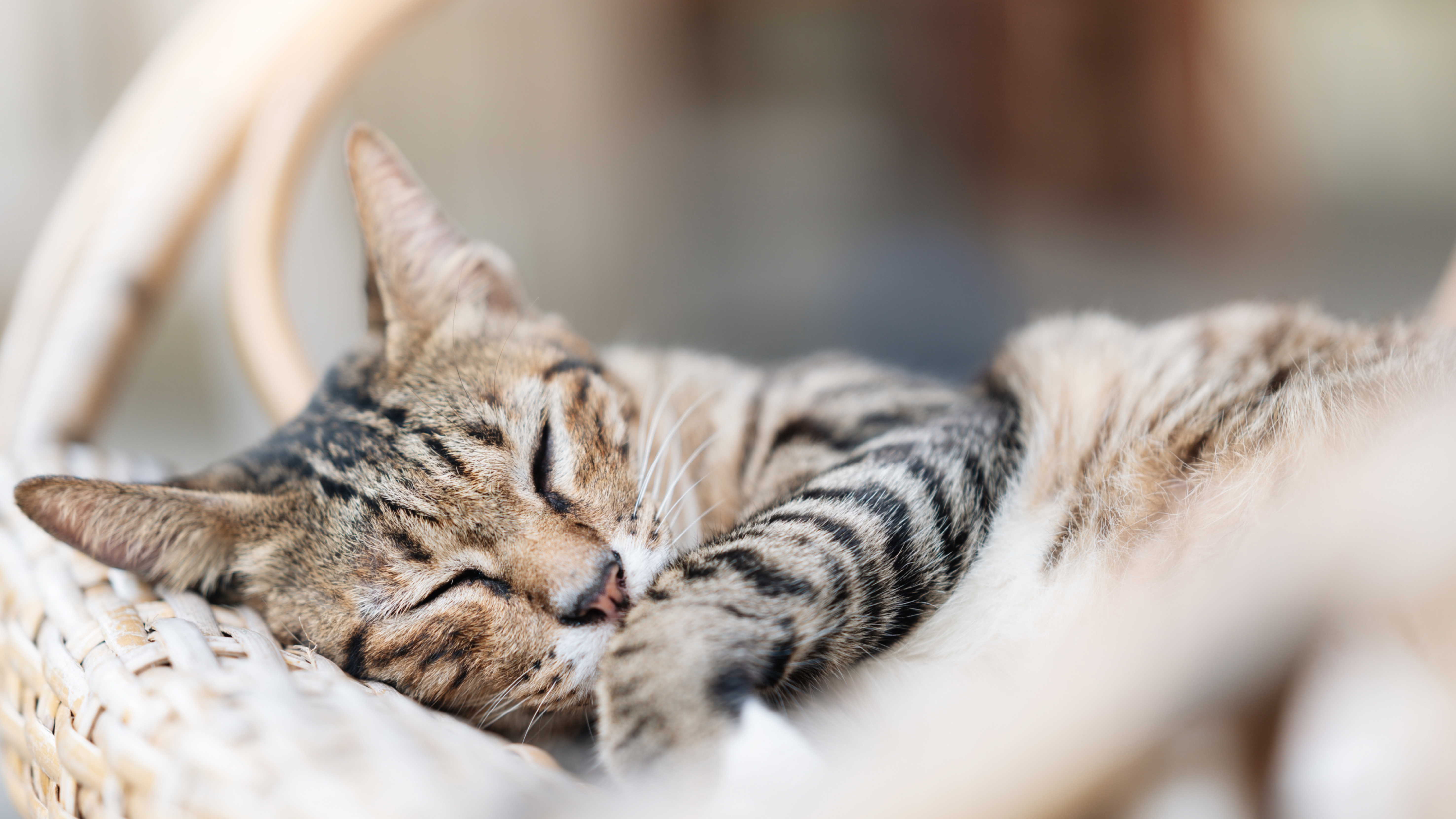 Tabby cat sleeping