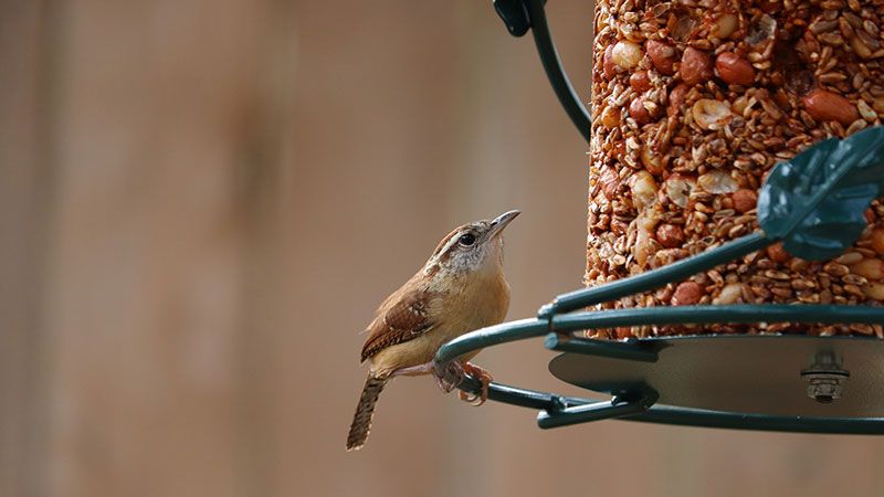 Bird on bird feeder