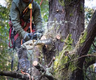 close up of person up a tree using a chainsaw to remove branches