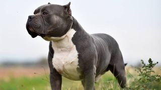 Police officer shoots and kills dog in Miami-Dade, an American Bully puppy called Alpha