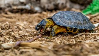 Turtle eating earthworm