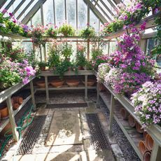 Potted flowers growing in a greenhouse