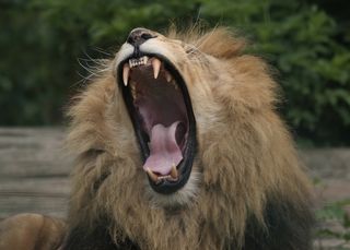 A lion roars.