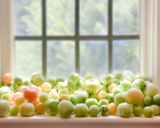 fresh heirloom ripening green tomatoes from vegetable garden on a windowsill
