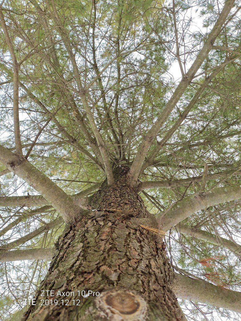 ZTE Axon 10 Pro sample photo
