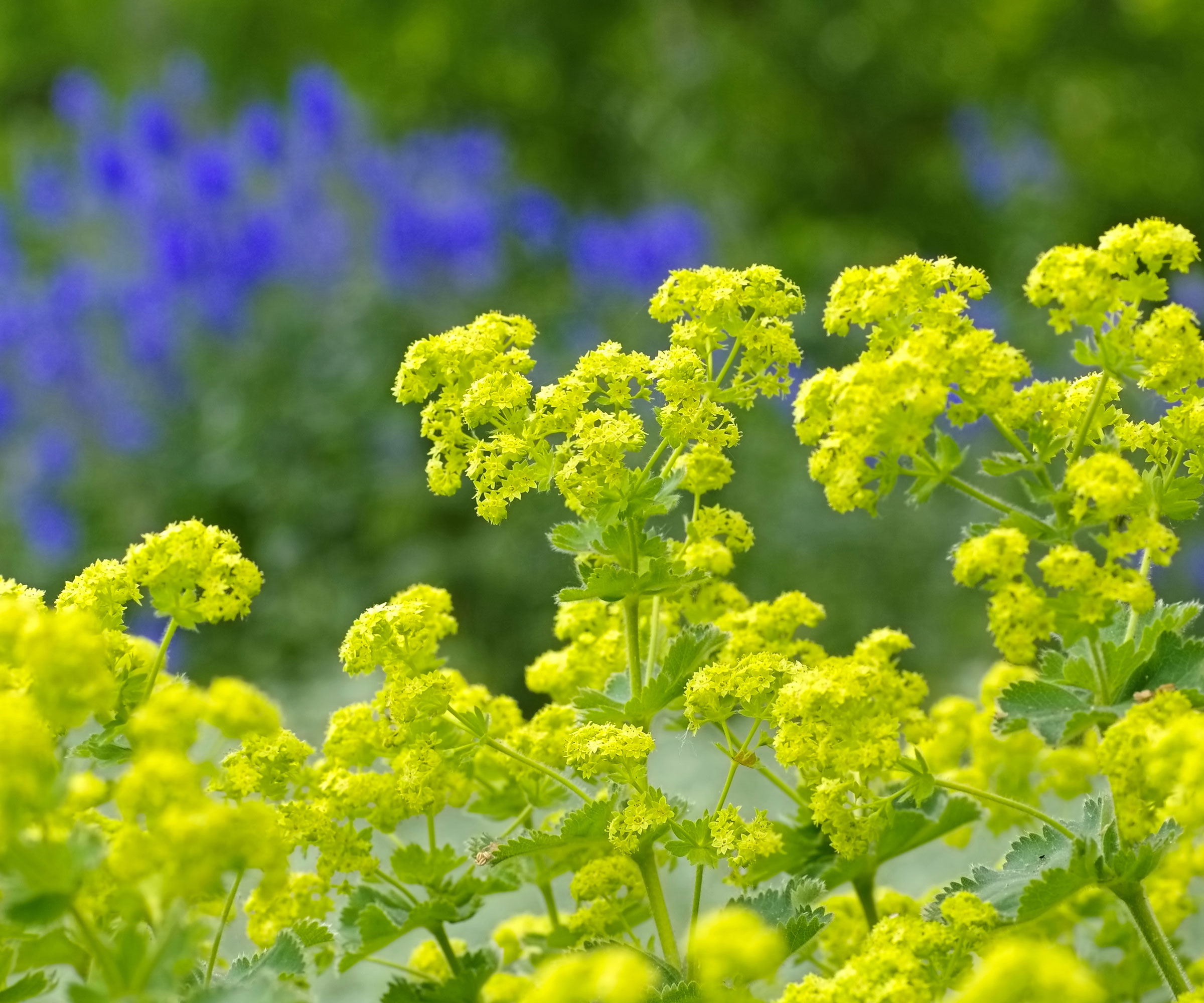 lady's mantle plant with yellow flowers