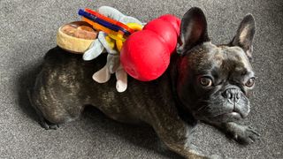 Kermit the French bulldog with his toys National Pet Day