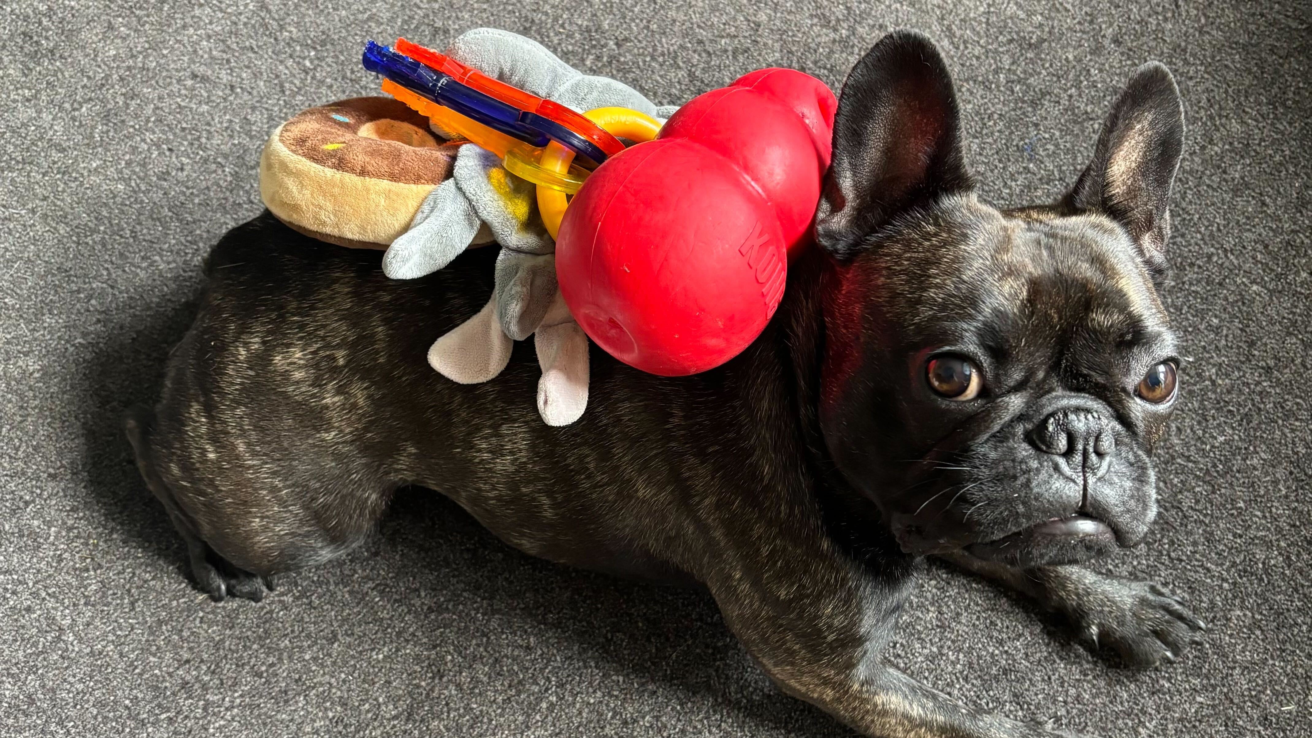 Kermit the French bulldog with his toys National Pet Day