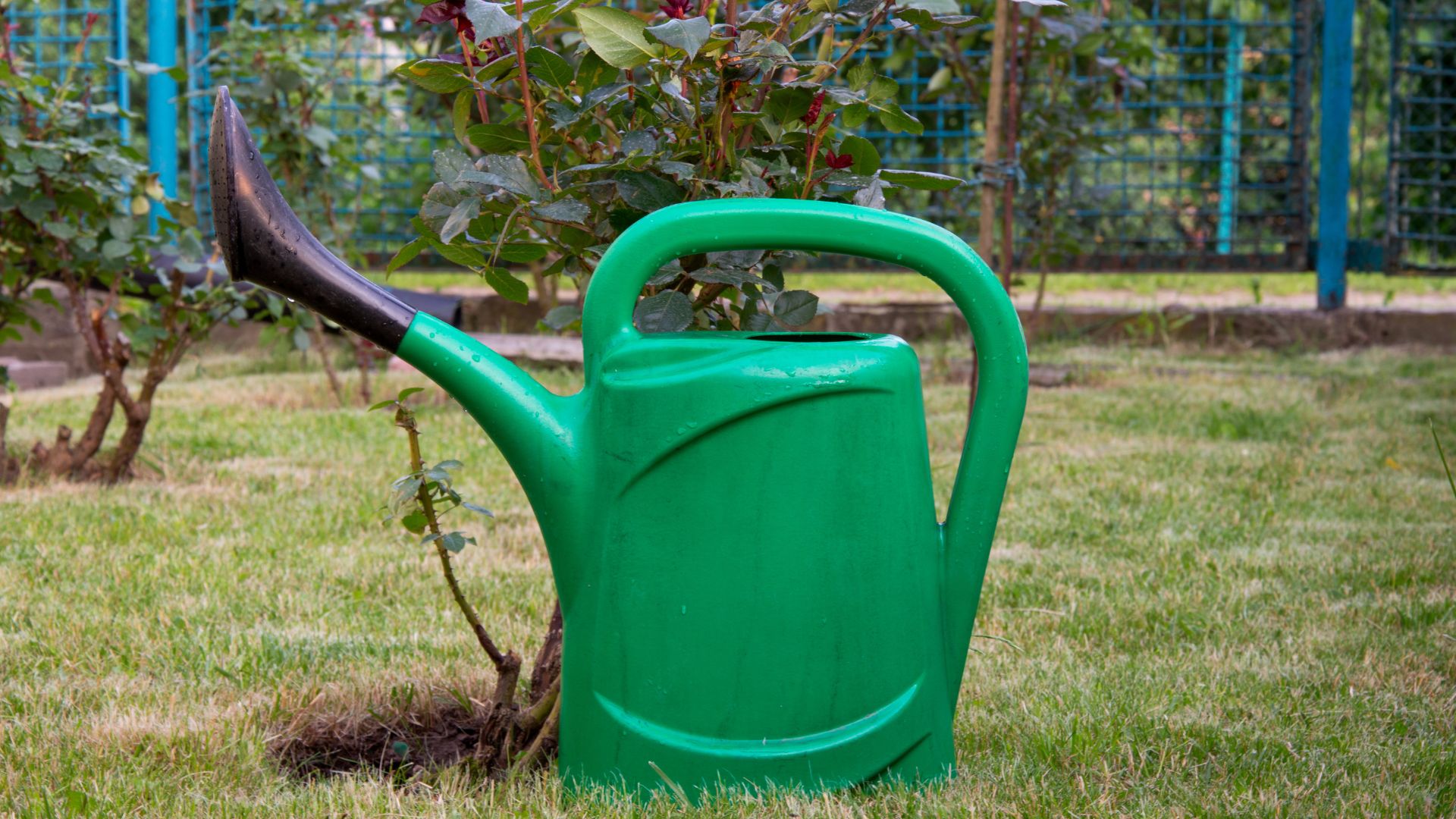 picture of a watering can next to a rose bush in garden