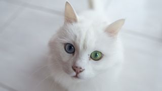 Cat breeds that like water: Turkish Angora