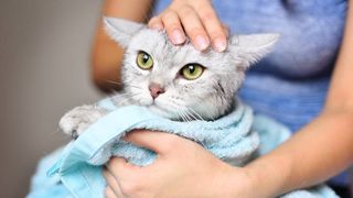 Can you use dog shampoo on cats