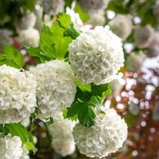 Viburnum opulus roseum, snowball viburnum is a large deciduous shrub bending under the weight of its pure white ball-shaped flowers