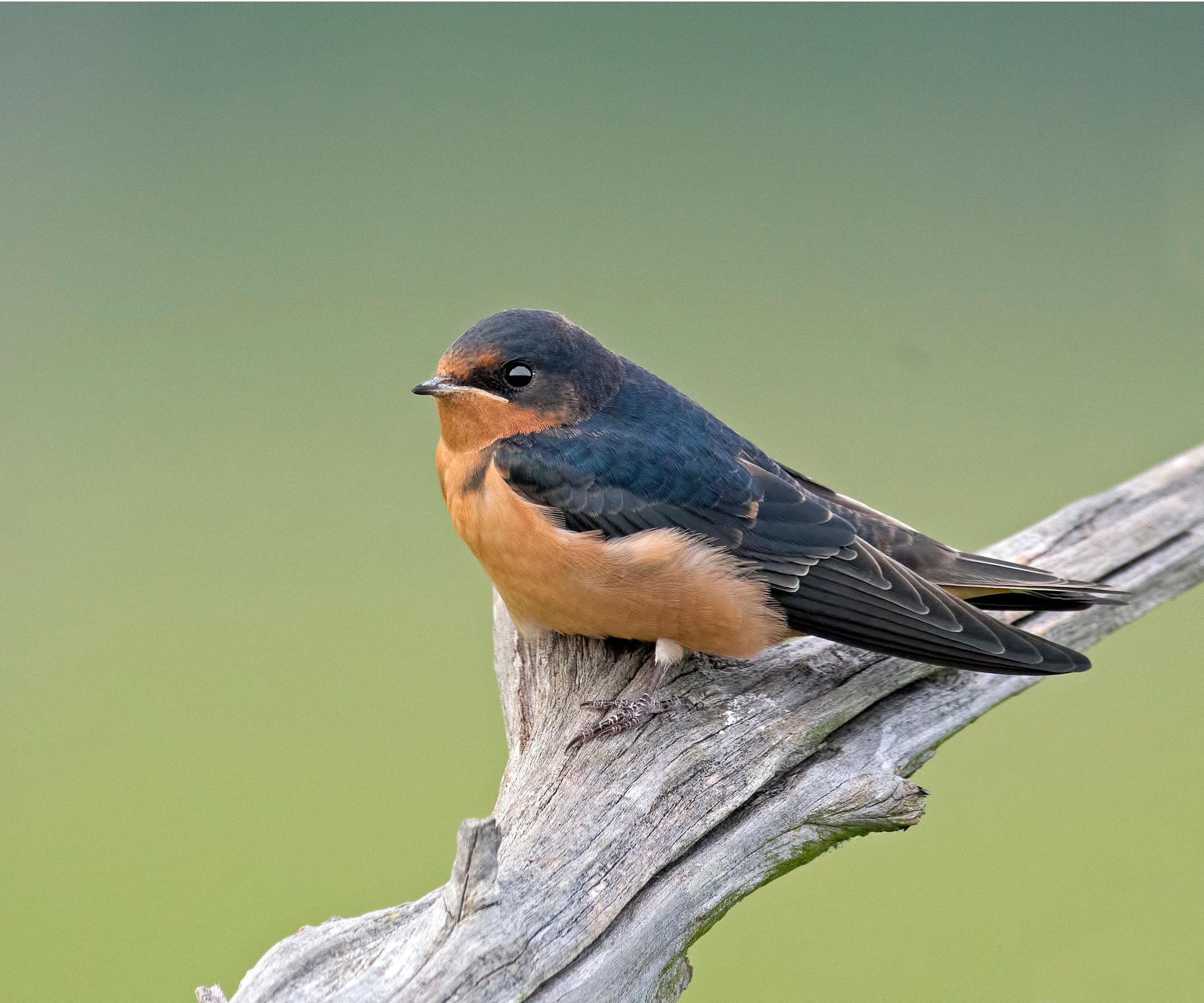 Barn swallow sitting on tree branch