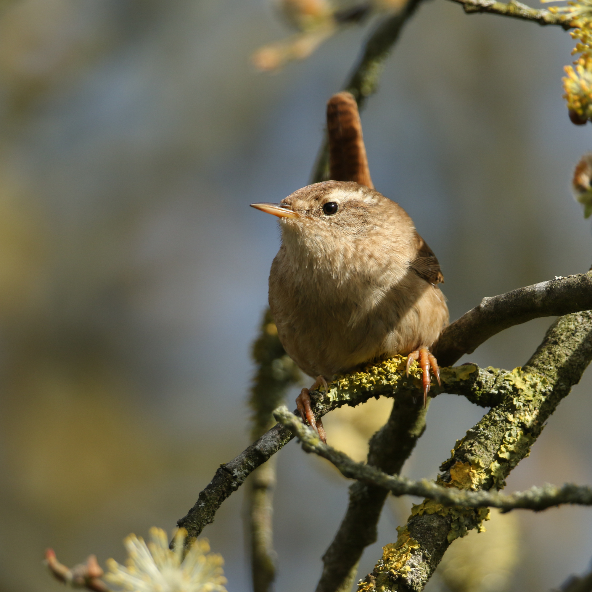 Wren perched on the branch of a pussy willow