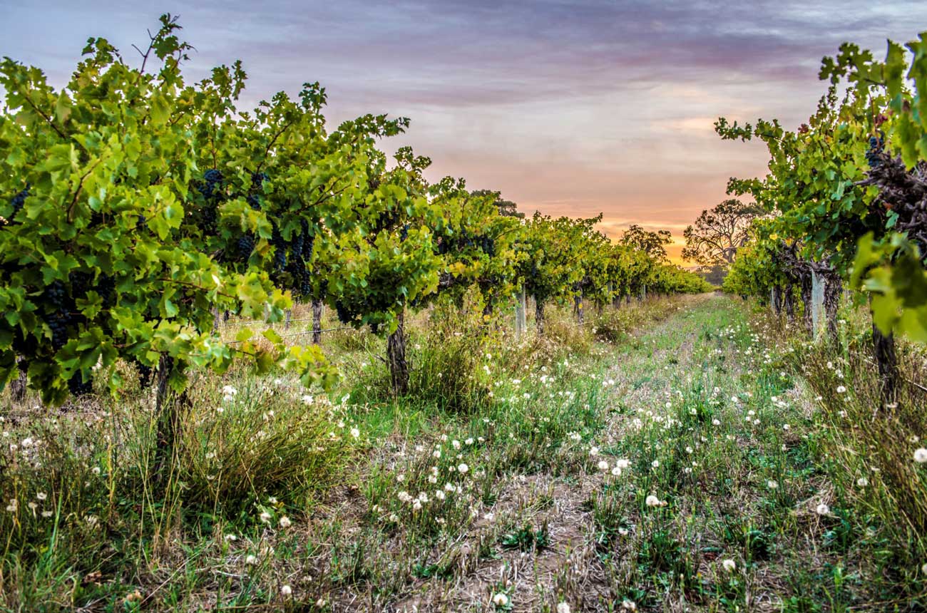Vineyards in Langhorne Creek, South Australia