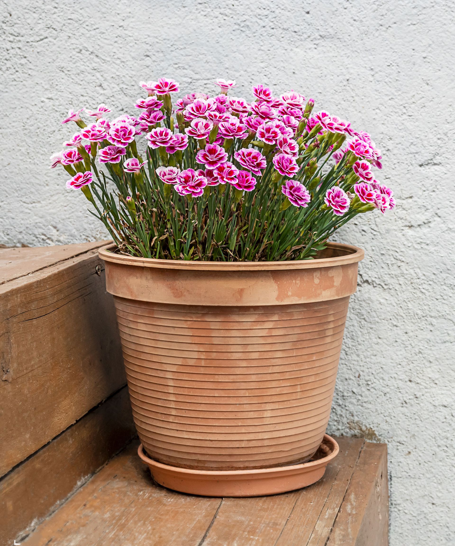 How To Deadhead Dianthus Plants To Grow More Gorgeous Pinks | Gardening