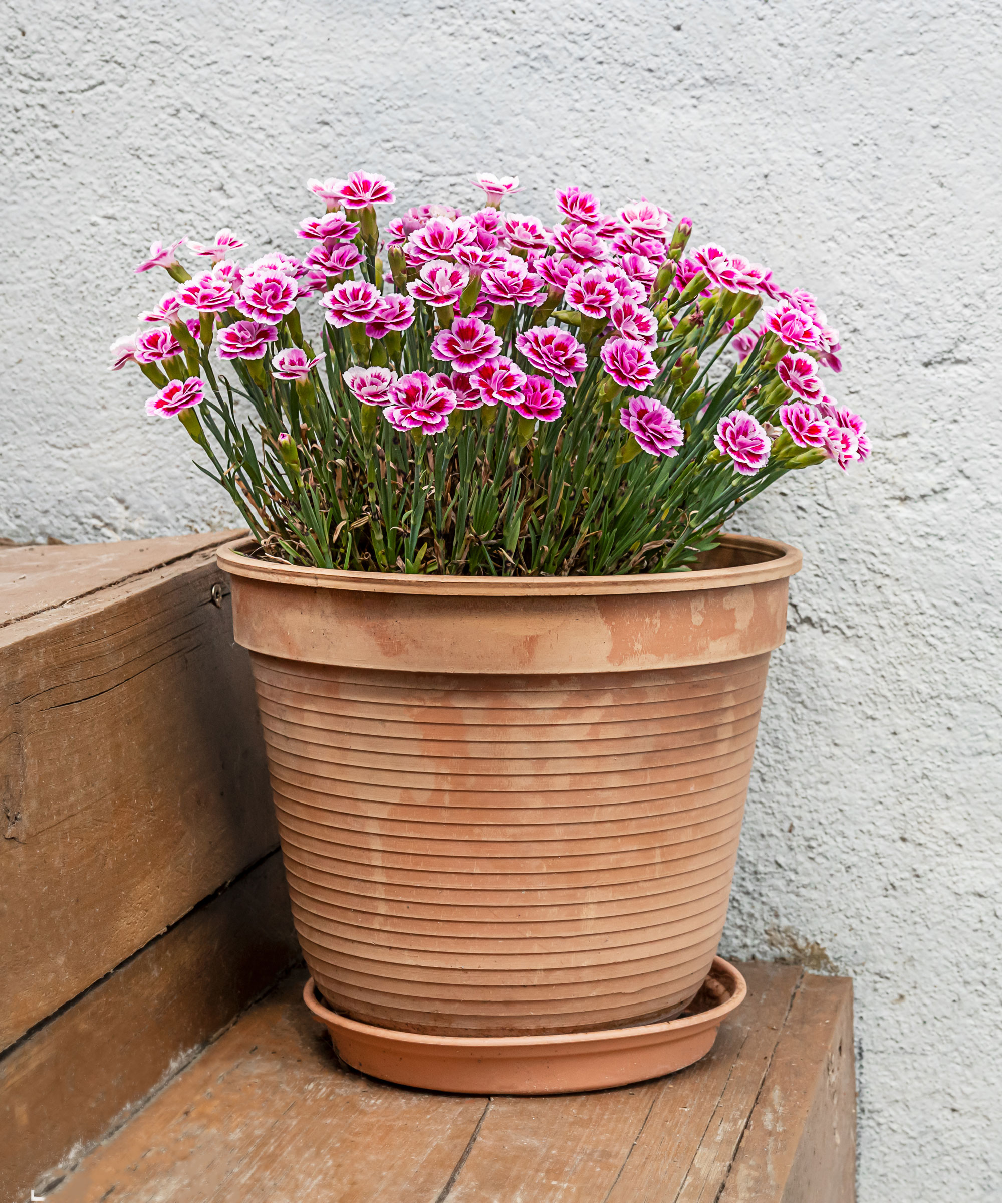 dianthus plant in container with pink flowers
