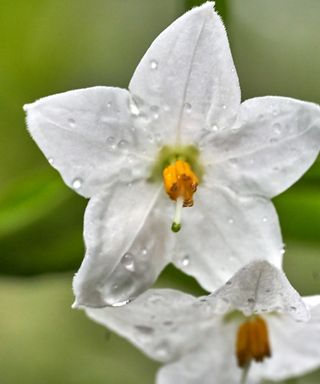Watering star jasmine