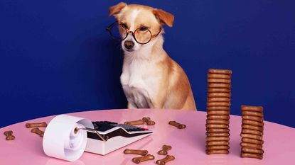 Photo of a dog wearing glassses at a calculator with dog treats