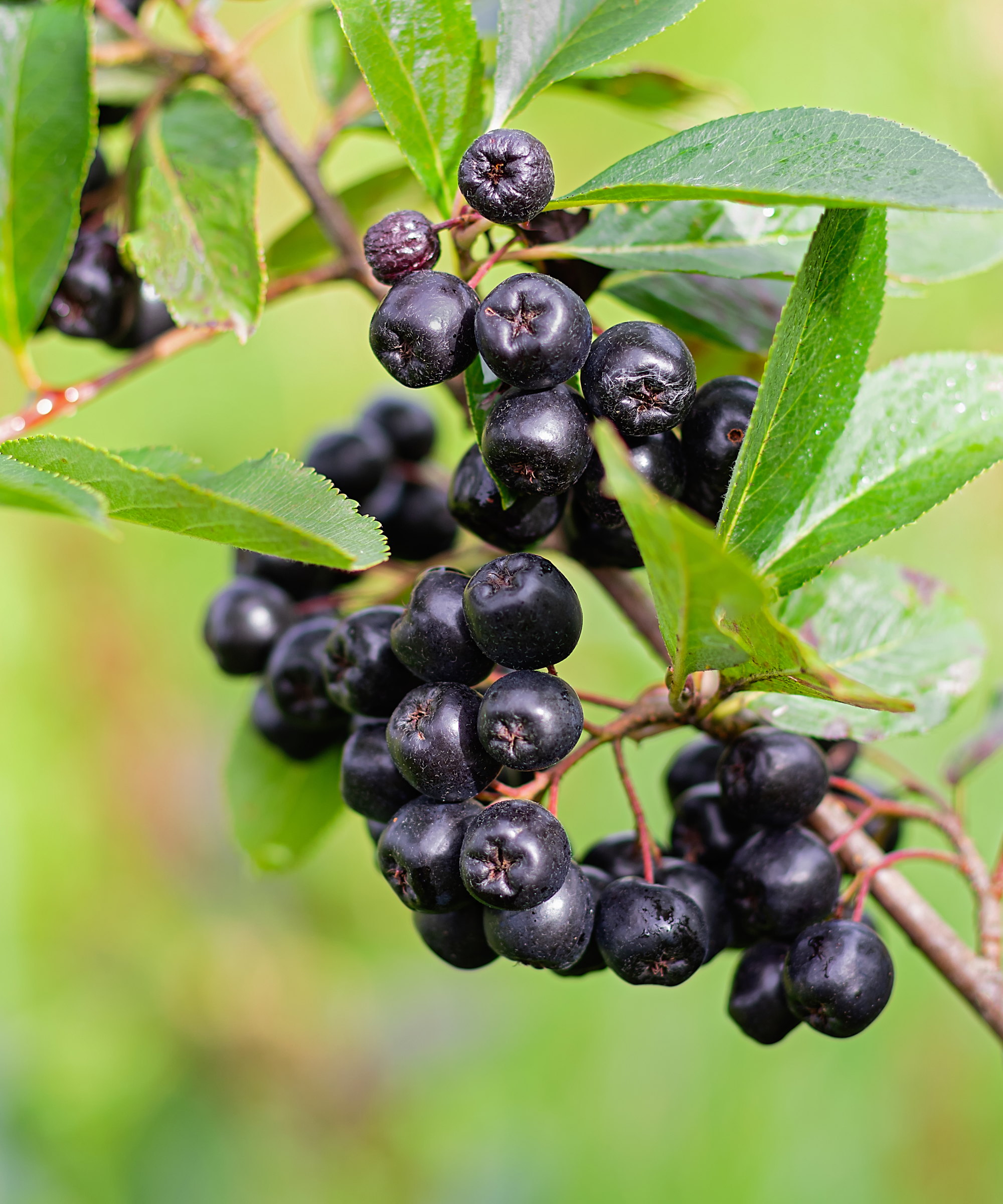 A bunch of ripe aronia berries up close
