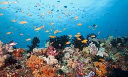 A healthy reef system in the Indian Ocean: Record-high temperatures and acidification threaten the world's tropical coral reefs, which are crucial to sea life.