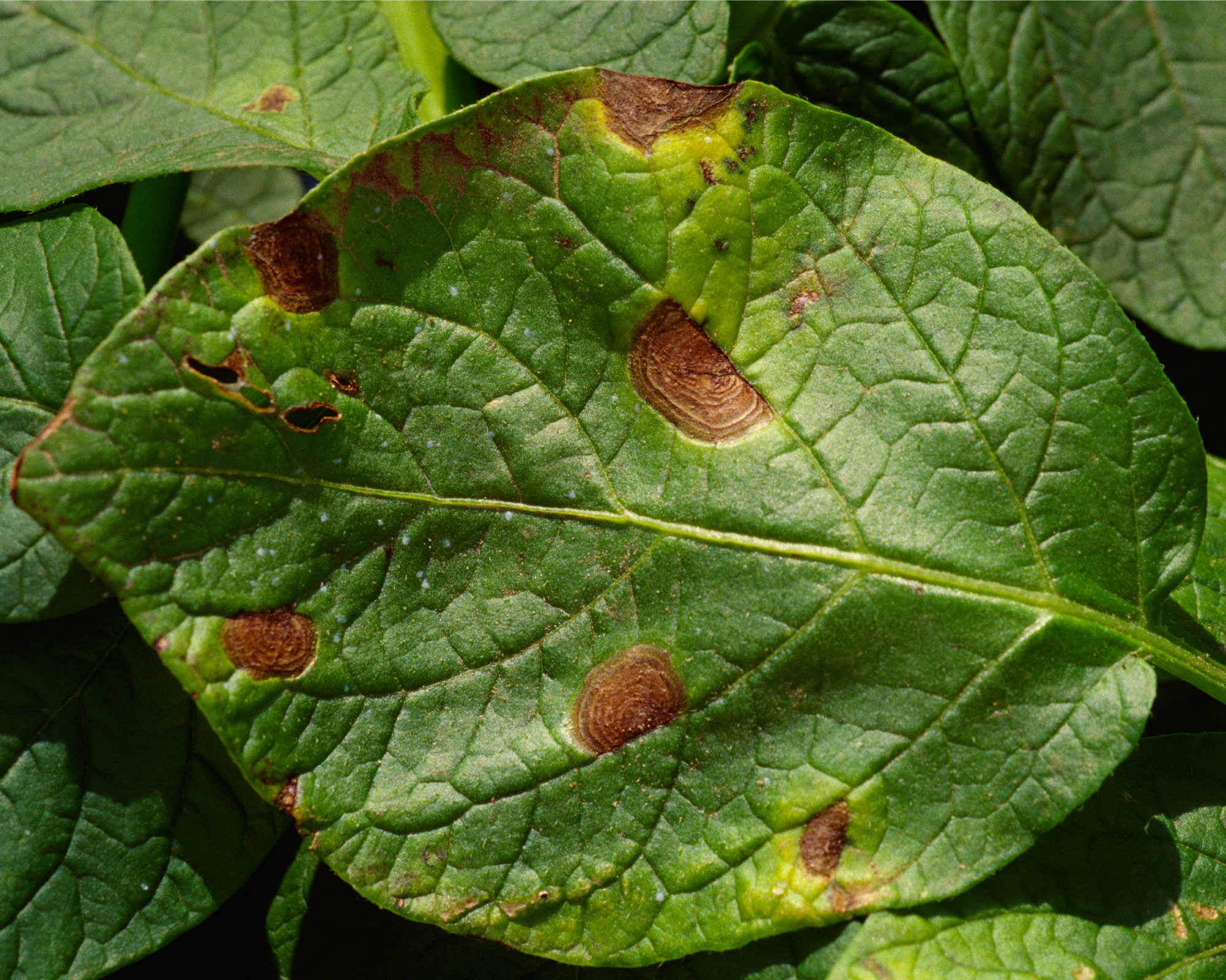 early blight on potato leaves
