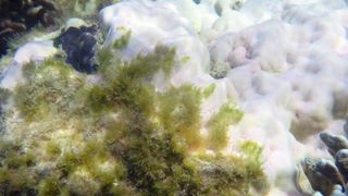 eaweed beginning to blanket dying coral on the Great Barrier Reef